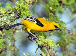 Image result for Inversodicraea torrei