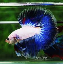 Dsc09832 Halfmoon Betta Betta Fish Betta