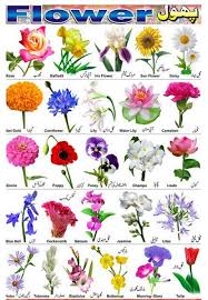 So Many Types Of Flowers