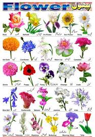 So Many Types Of Flowers