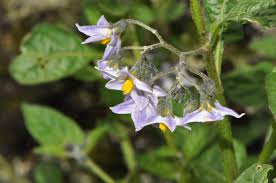 Image result for Solanum campylacanthum 'incanum type'