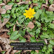 Image result for Swertia tetrandra