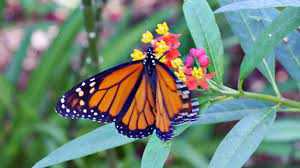 Many people believe any combination of flowers constitutes a butterfly garden, but it takes more than pretty blooms to attract butterflies to a garden and keep them there. Hillsborough County 6 Plants To Set Your Garden Aflutter