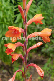 Image result for Microglossa pyrrhopappa