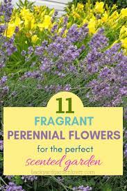 The fragrance of flowers will change subtly throughout the day and with variations in the weather and growing conditions. 11 Fragrant Perennial Flowers For The Perfect Scented Garden
