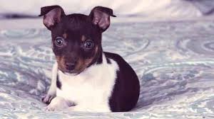 Although as recorded the minimum value found for the life span of the rat terrier is not less than the 13 years of age and the maximum lifespan is found to be around 25 years. Rat Terrier Health Problems Petcarerx
