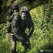 Zoo Osnabruck Der Zoo Mit Toller Waldkulisse Zum Wohlfuhlen Zoo Osnabruck Tier Zoo Zoo