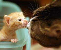 The Three Little Ginger Musketeers Love Meow Kedi