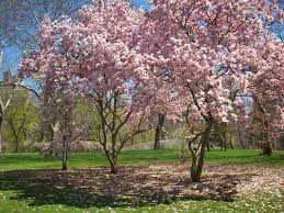 And look out for the latest monumental addition—the first in the. Cherry Blossom Trees In Central Park