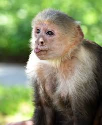 The 2021 Cocoa Village Summer Art & Craft Fair