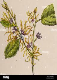 Image result for Halleria elliptica