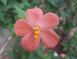 Image result for Hibiscus aponeurus