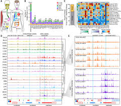 The Chromatin Accessibility Landscape Of Primary Human Cancers Science