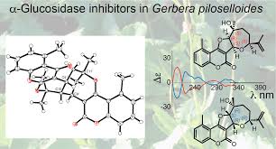 Image result for Gerbera piloselloides