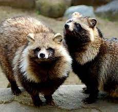 Wild - Native to Japan, the Tanuki, or Japanese Raccoon Dog, is not related to raccoons despite its "masked" face, but is a canid related to wolves, foxes, & domestic dogs. Tree-climbing
