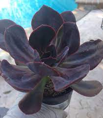 Catclaws, another north american cactus, sports a very unique set of spindly, purplish spines, with dark purple flowers blooming on top. Echeveria Dark Purple Black Leaves Pflanzen