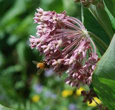 This plant produces seed pods which contain many seeds and is a host plant for the monarch added: Daniel S Pacific Nw Garden Transplanting Milkweed Plants Asclepias Syriaca 9 23 16