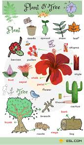 List Of Plant And Flower Names In English With Pictures 7