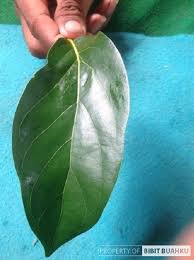 Terdapat 36 ekor tikus yang. Ciri Ciri Bibit Alpukat Mentega Miki Unggul Asli Depok Bibit Buahku