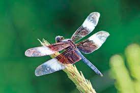 Browse & discover useful results! Cross Trekkings I No Longer Fear The Dragonfly Sports Murrayledger Com