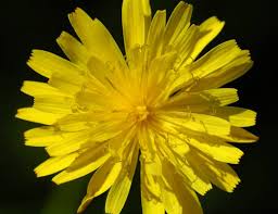 Image result for Crepis urundica
