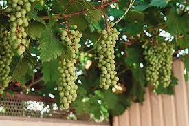 Sale > grape plant at home > in stock