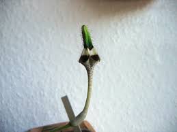 Image result for Ceropegia incana