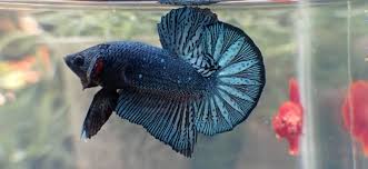 Ikan cupang terbagi menjadi beberapa jenis, yaitu ikan cupang hias, cupang aduan, dan cupang liar. Sukabumi Gelar Kontes Cupang Terbuka Desember Radarsukabumi Com
