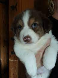 Get cute pups, helpful tips and more sent to your inbox. Australian Shepherd Puppies For Sale Wellington Co 237996