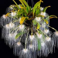 Image result for Bulbophyllum prorepens