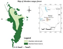 Image result for Abutilon englerianum