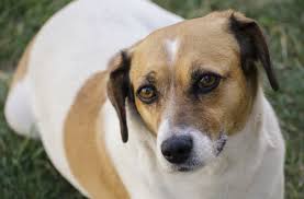 Most owners prefer euthanizing when their dogs stop responding to the medication of the ailment. 5 Symptoms Of Cushing S Disease In Dogs Petmd