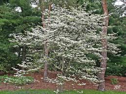 Flowering dogwood trees zone 9. Flowering Dogwood The Morton Arboretum
