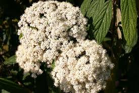 Runzelblattriger Schneeball Immergruner Zungenschneeball Viburnum Rhytidophyllum Pflanzen Schneeball Immergrune Pflanzen