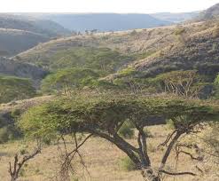 Image result for Agelanthus unyorensis