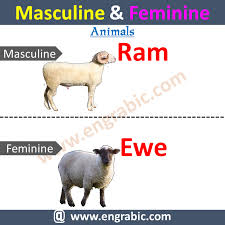 Masculine Feminine For Class 4 In 2020 Masculine Feminine Masculine And Feminine List Masculine