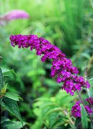 Image result for Buddleja davidii