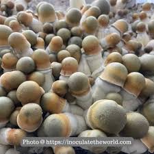 Penis Envy Uncut Magic Mushroom Informationsexiezpix Web Porn