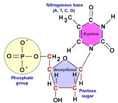 Enzymes split the dna molecule into two strands and then transport corresponding nitrogenous bases to each strand. 19 3 Deoxyribonucleic Acid Dna Biology Libretexts