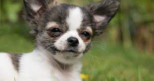 The 10 Cutest Chihuahua Dog Pics Cuadros Del Perro Perros Perros Chihuahua