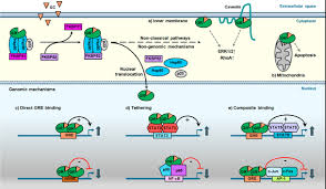 Perspex incense holder in stock. Molecular Mechanisms Contributing To Glucocorticoid Resistance In Lymphoid Malignancies