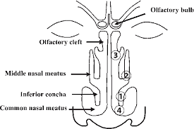 Anatomy Of The Nasal Cavity Nasal Smears Were Taken From The Inferior Download Scientific Diagram