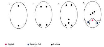 While the bisporic hyacinthoides type is considered characteristic for the genus hyacinthoides, the @article{ebert2005developmentalsd, title={developmental switch during embryo sac formation from. Megagametogenesis Wikiwand