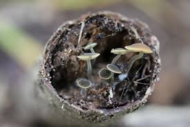 Image result for Simocybe centunculus