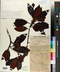 Image result for Cassipourea fanshawei