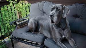 Large to smaller x large dogs up to 160 pounds. Extra Large Dog Beds For Great Danes Off 70 Www Usushimd Com