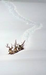 Sota Renar Som Plogar Sig Fram I Snon Ren Christmas Jul Fantastisk Natur Vilda Djur Landskap