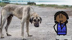 Become An Aspca Officer: Careers, Requirements & Salary