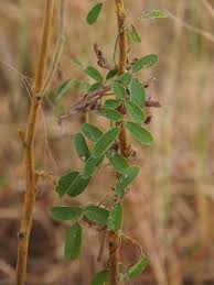 Image result for Galactia striata