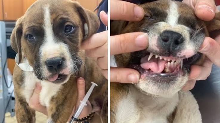 Một chú chó con giống Pitbull 8 tuần tuổi được phát hiện ngược đãi nghiêm trọng ở Paterson - ABC7 New York